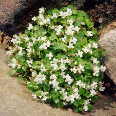 Cymbalaria muralis Alba, Murreva, C11cm