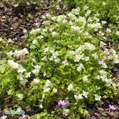 Cymbalaria muralis Alba, Murreva, C11cm