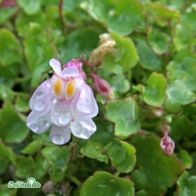 Cymbalaria muralis Rosea, Murreva, C11cm