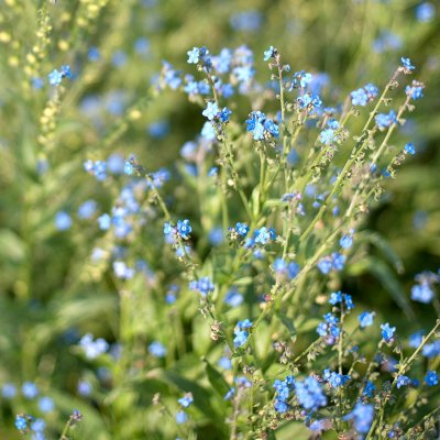 Förgätmigej Kinesisk Firmament