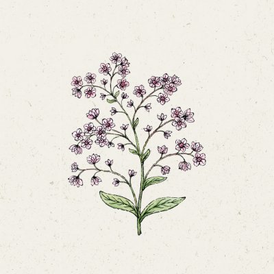 Förgätmigej, Kinesisk, Mystery Rose