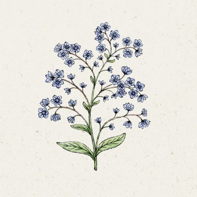 Förgätmigej Kinesisk Firmament