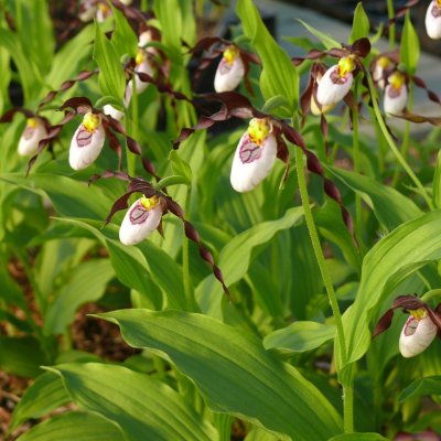 Cypripedium hybr. Frosch´s Mountain King, Trädgårds Guckusko, P11cm