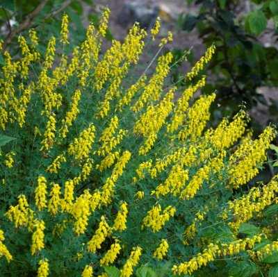 Cytisus nigricans Cyni, Svartginst