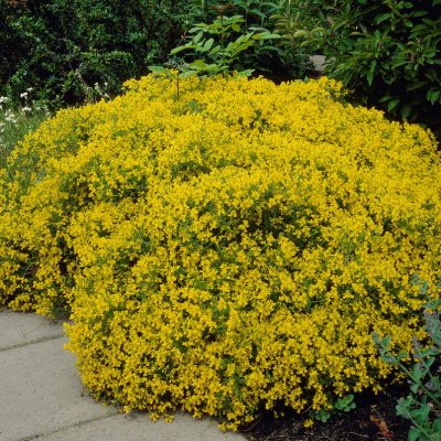 Cytisus decumbens, Krypginst
