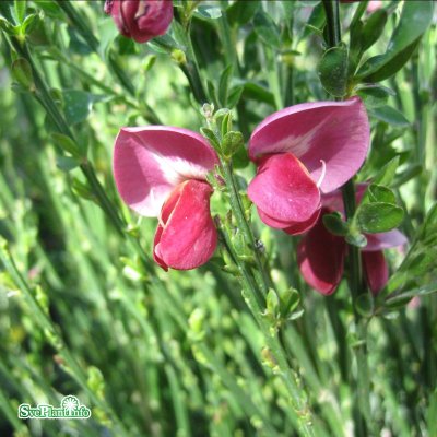 Cytisus x boskoopii Hollandia, Vårginst, 40-60 C2