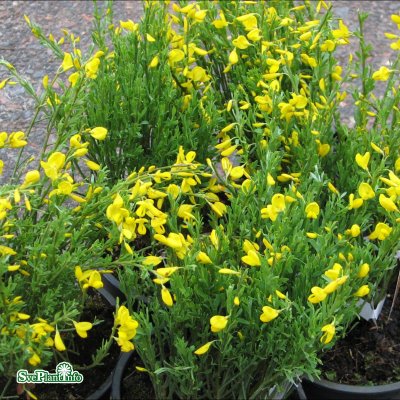 Cytisus purgans, Gullginst, busk co