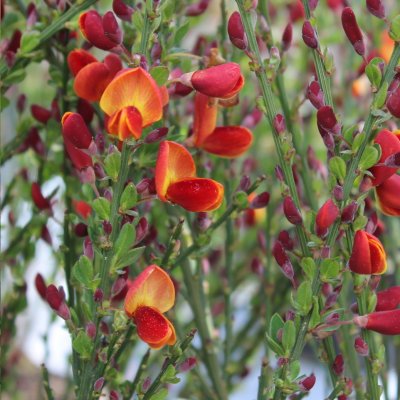 Cytisus scoparius Lena, Vårginst, 40-60 C2