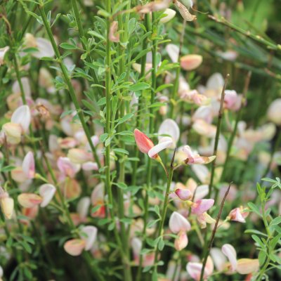 Cytisus x boskoopii Hollandia, Vårginst