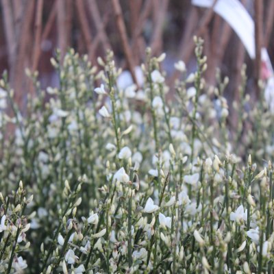 Cytisus x praecox Albus, Vårginst, 25-30 C2