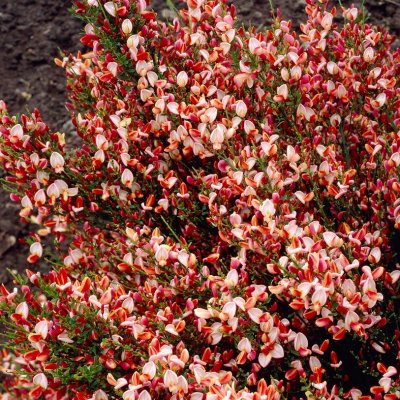 Cytisus x boskoopii Zeelandia, Vårginst, 40-60 C2