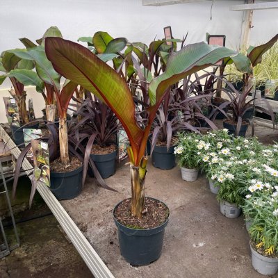 Ensete ventricosum Maurelli