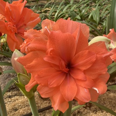 Amaryllis Coral Belle ®