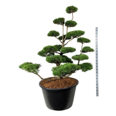 Pinus contorta