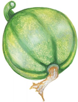 Sommarsquash Tondo Chiaro di Nizza