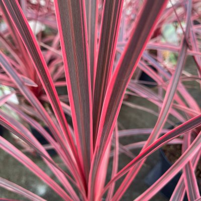 Cordyline/Syddracena Charlie Boy