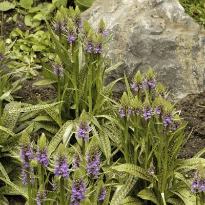 Dactylorhiza majalis, Majnycklar