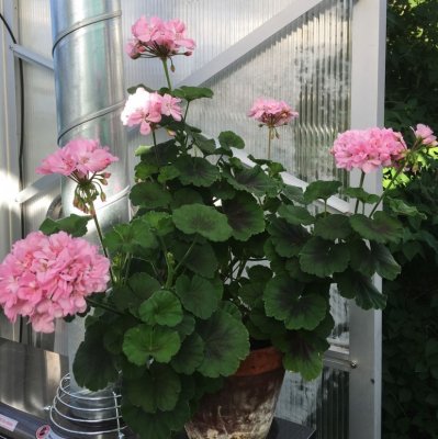 Pelargon Dagnys Alice, kruka