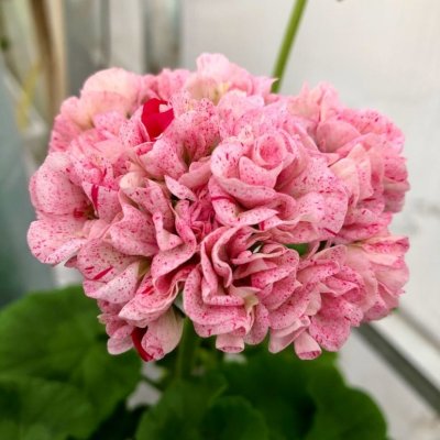 Äggskalspelargon Dagnys Anna, kruka