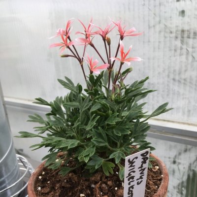 Miniatyrfingerpelargon Dagnys Snigelkotte, kruka