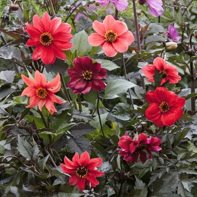 Dahlia, Sommar-,Bishop´s Children