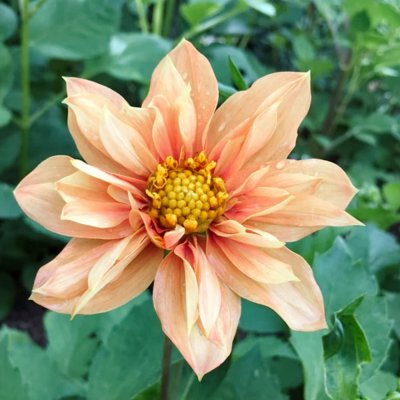 Dahlia, Sommar-,Sunny Reggae