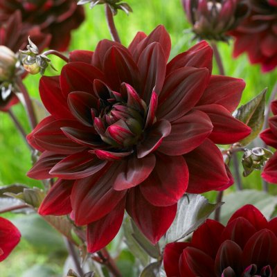Dahlia Dekorativ After Dusk 1st