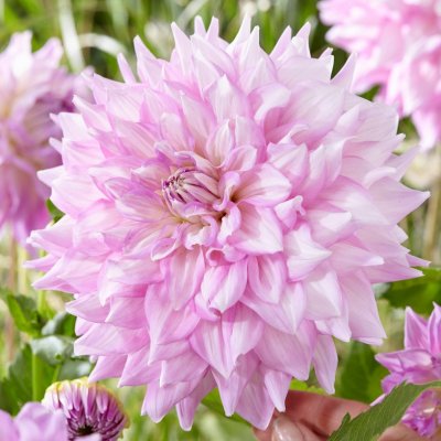 Dahlia Dekorativ Almond´s Joy 1st