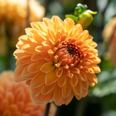 Dahlia Boll Amber Crystal 1st