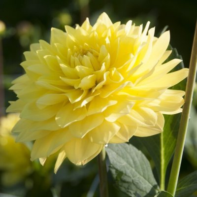 Dahlia x pinnata American Sun