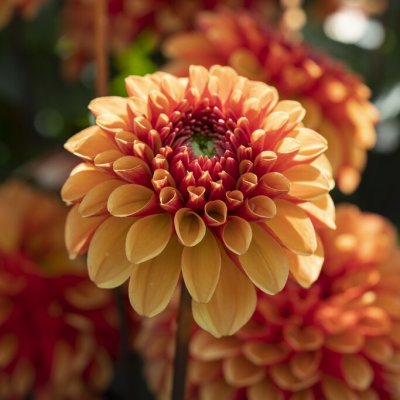 Dahlia Boll American Sunset 1st