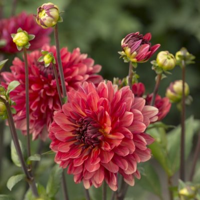 Dahlia Dekorativ Antibes 1st