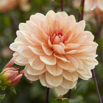 Dahlia Näckros Apricot Desire 1st