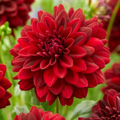 Dahlia Dekorativ Arabian Night 1st