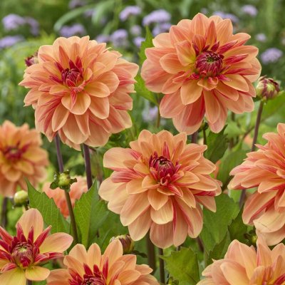 Dahlia Dekorativ Arancia 1st