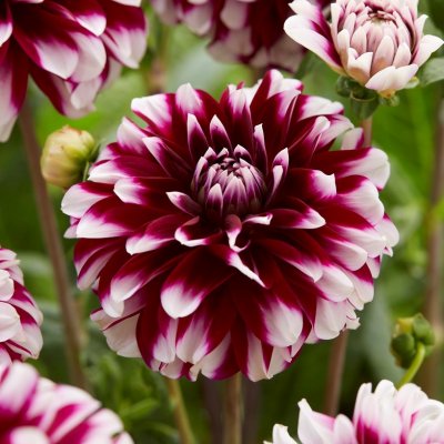 Dahlia Dekorativ Ariko 9707 1st