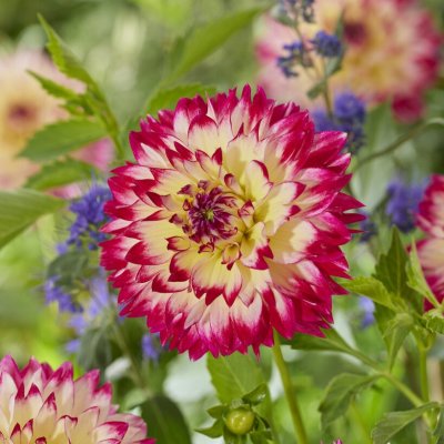 Dahlia Dekorativ Ariko Aphrodite 1st