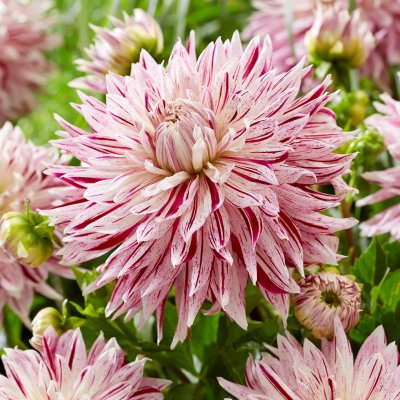 Dahlia Dekorativ Avignon ® 1st