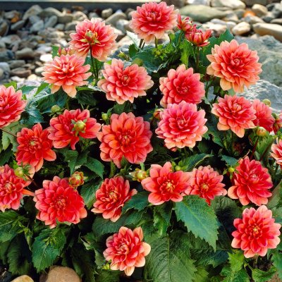 Dahlia Dekorativ Berliner Kleene 1st