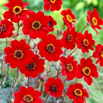 Dahlia Pion Bishop of Auckland ® 1st