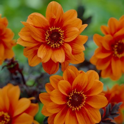 Dahlia Pion Bishop of Oxford ® 1st