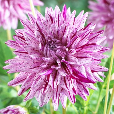 Dahlia Kaktus Blackberry Ripple 1st