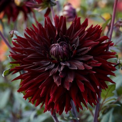 Dahlia Kaktus Black Jack 1st