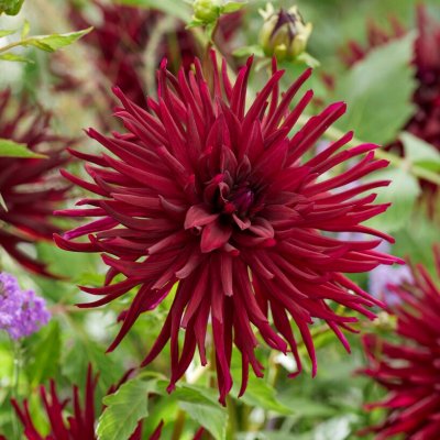 Dahlia Kaktus Black Narcissus 1st