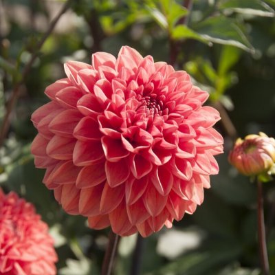Dahlia Dekorativ Blitzer 1st