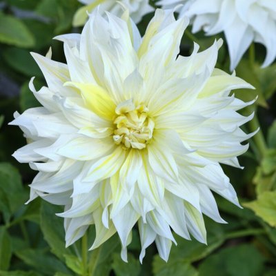 Dahlia Dekorativ Blondee 1st