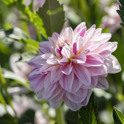 Dahlia Näckros Bonesta 1st