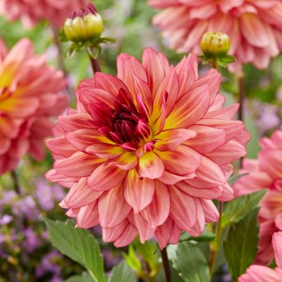 Dahlia Boll Bourbon Street 1st