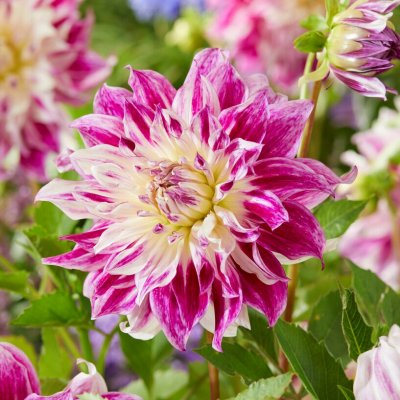 Dahlia Dekorativ Bristol Stripe