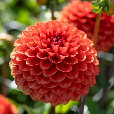 Dahlia Boll Brown Sugar 1st